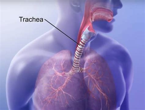 Function Of Trachea What You Should Know