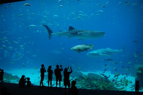 The Extraordinary Georgia Aquarium The Culture Mom