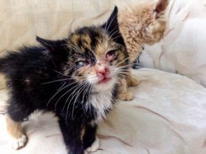 Others get thick, raised sores on their abdomen and inner thigh (called at low doses, the drug has minimal side effects. Keeping your cat lips healthy from sores | Ask Fido