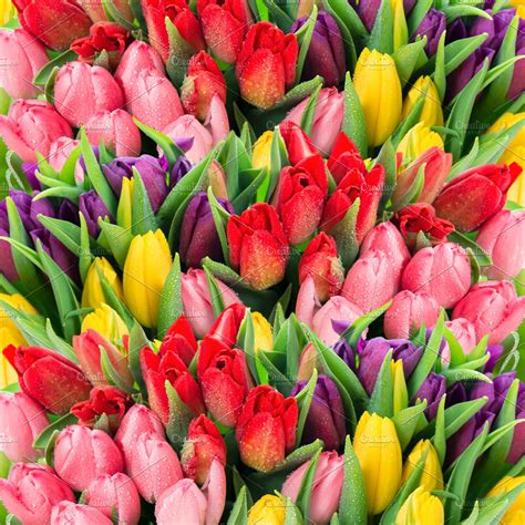 Fresh Spring Tulip Flowers High Quality Nature Stock Photos