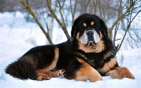 25 Hình ảnh Siêu đẹp Về Giống Chó Ngao Tây Tạng Dũng Mãnh Tttvm