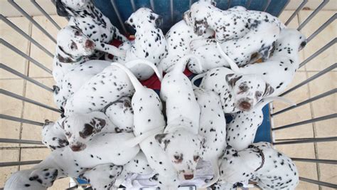 19 Dalmatian Puppies Born In Albury Breaks World Record For Largest