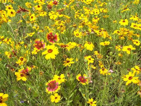 Fall Tip Plant Wildflower Seeds