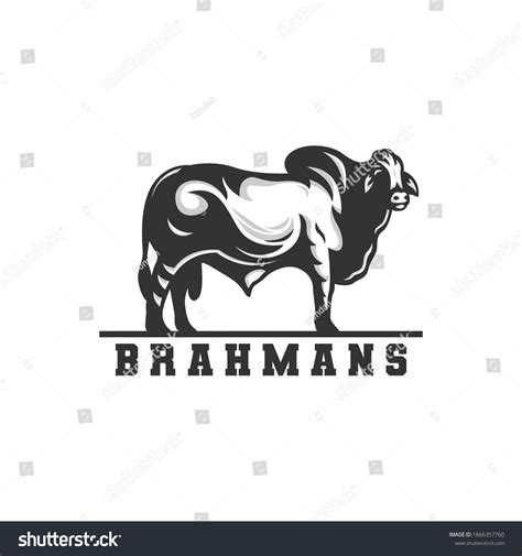 122 Brahman Cow Stock Vectors Images And Vector Art Shutterstock