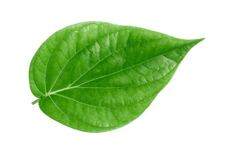 Green Betel Leaf Isolated On Transparent Backgroundpng 22804876 Png