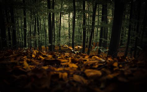 Download Wallpaper 3840x2400 Forest Trees Autumn Fallen Leaves