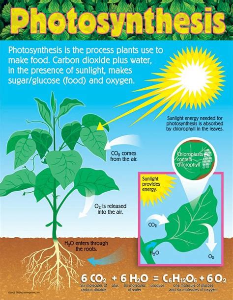 Photosynthesis Learning Chart Photosynthesis Photosynthesis