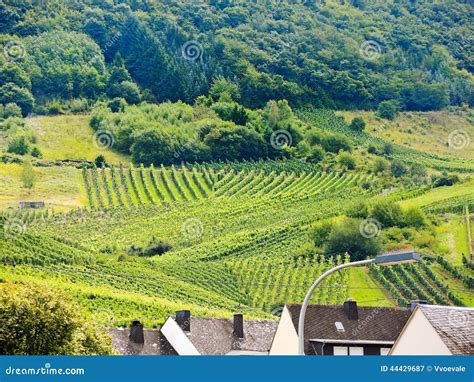 Vineyard On Green Hills In Moselle Region Stock Photo Image 44429687