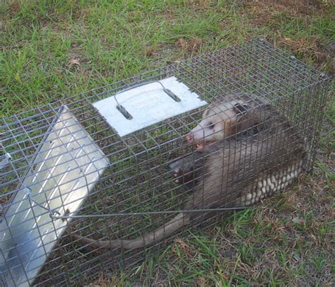 How To Get Rid Of Opossum