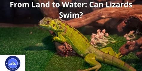 From Land To Water Can Lizards Swim