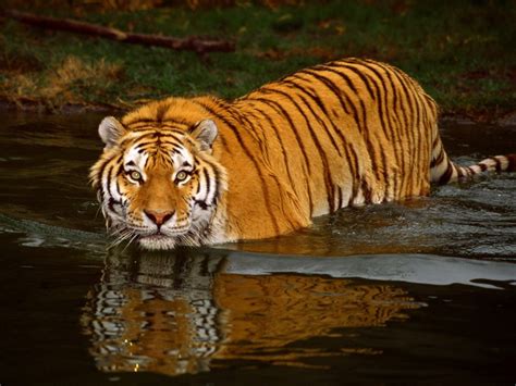 Besplatne Pozadine Za Desktop Bengalski Tigar