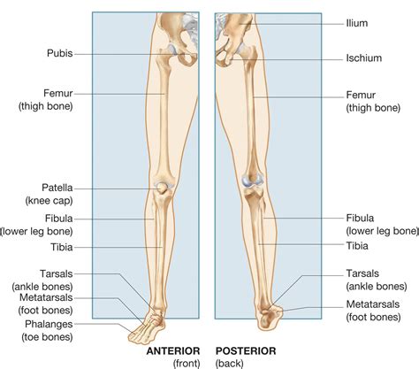 Lower Leg Bones Leg Bones Lower Extremity