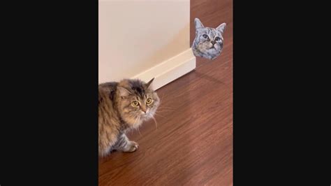 Human Gets Cats Cutout To Prank Pet Kitties Watch How They React