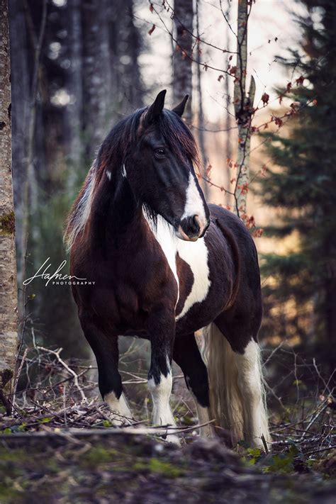 Boush the tinker's diminutive race is known for its intelligence, its cunning, and its prickly relationship with magic. Tinker Wallach steht im Herbst im Wald | Pferd | Bilder ...