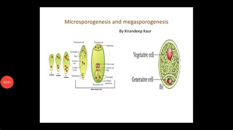 Microsporogenesis And Megasporogenesis Youtube