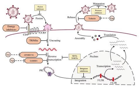 Replication Cycle Of Hiv Download Scientific Diagram