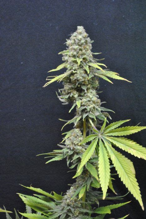 Wir bitten blumen und grablichter mitzunehmen und ersuchen auch um dem anlass angepasste kleidung. Sale of CBD Critical Mass