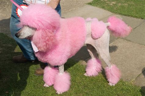 Are Pink Poodles Real How To Dye Your Poodle Pink