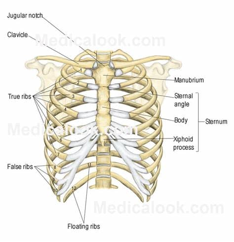 The rib cage is the part of the axial skeleton that protects the vital organs within the thoracic (chest) cavity and the upper part of the abdominal cavity. Free Diagrams Human Body | human body diagrams adding text ...