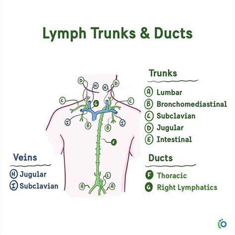 The Lymphatic Trunks Are Named After The Regions Of The Body That They