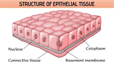 Structure Of Epithelial Tissue Free Biology Notes Rajus Biology