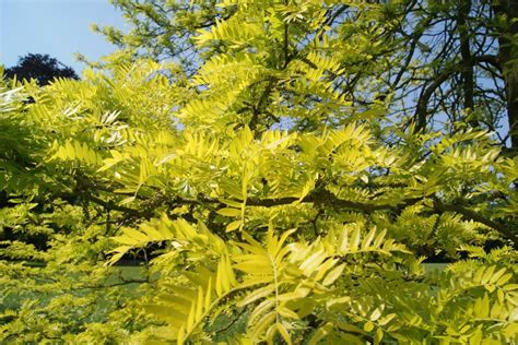 Sunburst Thornless Honey Locust Gleditsia Triacanthos Inermis Sunburst