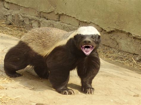 Facts About The Honey Badger