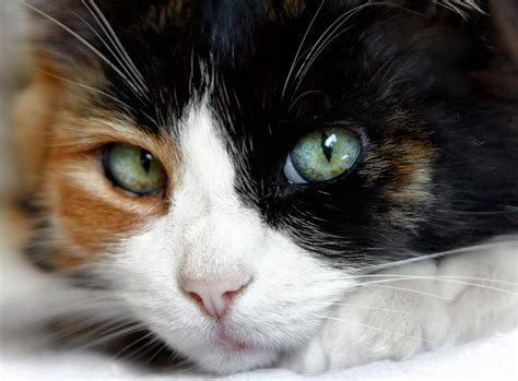 Why Male Calico Cats Are As Infrequent As Hens Teeth Town And Country