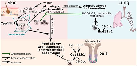 Frontiers Regulation Of Tissue Immune Responses By Local Glucocorticoids At Epithelial