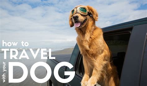 They could get eye irritation or become injured by something you drive past. Want to Travel With Your Dog? Follow These Tips!