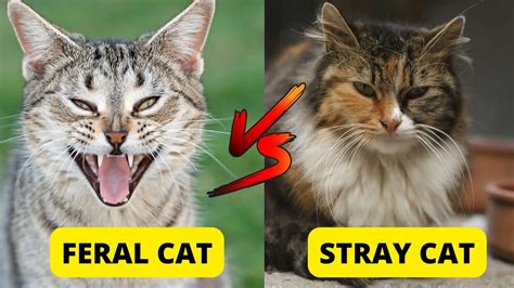 How To Tell If A Cat Is Feral 4 Ways To Know Traveling With Your Cat