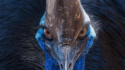 The Cassowary Is Living Proof That Birds Are Living Dinosaurs Discvrblog