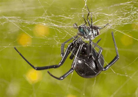 Black Widow Spider Behavior Black Widow Spider Black Widow