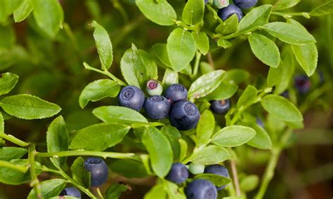 Bilberries Vs Blueberries Whats The Difference A Z Animals