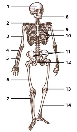 Some, like the rib cage, provide protection for softer body parts, while other bones enable mobility by supporting the muscles. quiz bones - Sitem