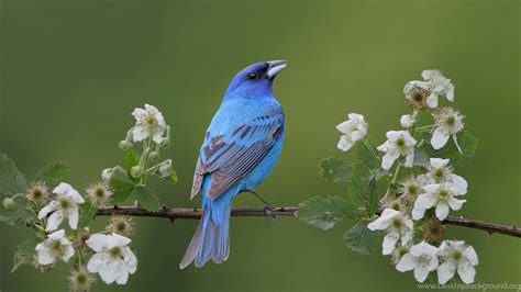 Eastern Bluebird Wallpapers Bing Images Desktop Background