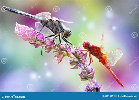 Dragonfly On A Flower Stock Image Image Of Green Nature 51895299