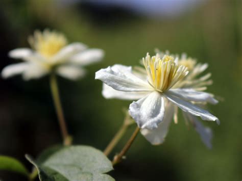 Клематис поль фаргез — синонимы: Clematis 'Summer Snow' / 'Paul Farges' - Clematis ...