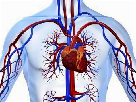 Blood travels through pulmonary and systemic circuits, the pulmonary circuit being the path between the heart and lungs and the rest of the body the. Discovering Something New -- ongoing learning ...
