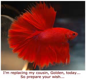 Isn?t this a beauty? I love the bright red color and the large fins 