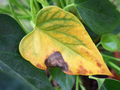 Pourquoi Les Feuilles Dune Plante Jaunissent La Santé Par Les Plantes