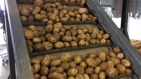 Potato Packing 2016 Youtube