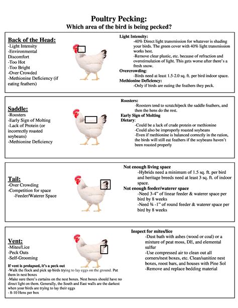 A Guide To Poultry Pecking