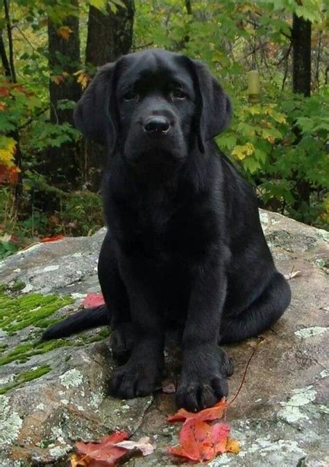 Gorgeous Black Labrador Retriever Puppy Dogs Lab Labs Dog For The