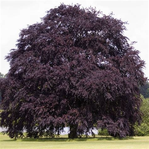 Fagus Sylvatica Purpurea Copper Beech Thorpe Trees