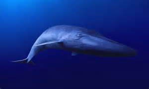 Scientists Set Out To Find The Worlds Loneliest Whale But Admit