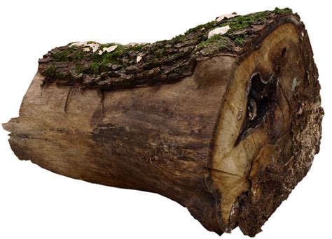 Logs Tree Stumps Driftwood On Pngsandthings Deviantart