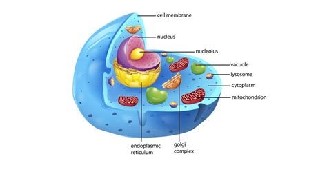 Cells The Building Blocks Of Life Animal Cell Plant And Animal