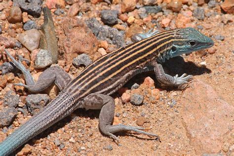 Little Striped Whiptail Lizard Aspidoscelis Inornata Flickr