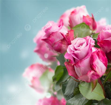 Fresh Pink Roses On Blue Bokeh Background Bouquet Of Pink Roses Photo